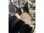 Adopt Jack Sparrow a Black & White or Tuxedo Domestic Shorthair / Mixed (short