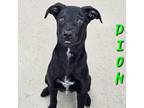 Adopt Dion a Black Labrador Retriever dog in Burlington, IA (41557533)