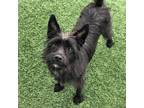 Adopt Pollen a Black Scottie, Scottish Terrier / Mixed Breed (Medium) dog in