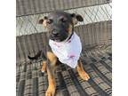 Adopt Madeleine a Black Shepherd (Unknown Type) / Mixed Breed (Medium) dog in