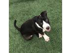 Adopt Smokey a Black - with White American Pit Bull Terrier / Mixed Breed