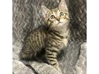 Adopt Donut a Brown Tabby Domestic Shorthair cat in Jacksonville, NC (41557474)