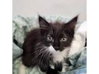 Adopt Game Boy a Turkish Van cat in Jacksonville, NC (41557472)