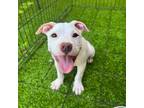 Adopt Vive hard a Tan/Yellow/Fawn American Pit Bull Terrier / Boxer dog in