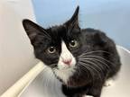Adopt Tofu a All Black Domestic Shorthair / Mixed Breed (Medium) / Mixed (short