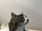 Adopt Bean a White Domestic Shorthair / Mixed Breed (Medium) / Mixed (short