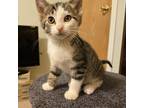 Adopt Stevia a Brown Tabby Domestic Shorthair cat in Tecumseh, MI (41557492)
