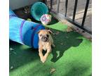 Adopt Gigi a Tan/Yellow/Fawn Pug / Mixed dog in San Diego, CA (41557435)