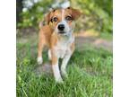 Adopt Wrigley a White - with Red, Golden, Orange or Chestnut Corgi / Australian