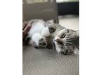 Adopt Bear Bear a Tiger Striped Tabby / Mixed (medium coat) cat in Clermont