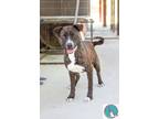 Adopt Brandy a Brindle American Pit Bull Terrier / Mixed dog in Walterboro