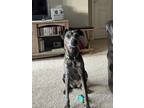 Adopt Maggie a Brindle Australian Cattle Dog / Labrador Retriever / Mixed dog in