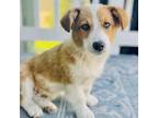 Adopt Fenway a White - with Red, Golden, Orange or Chestnut Corgi / Australian
