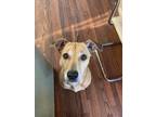 Adopt Abi a Tan/Yellow/Fawn - with White Labrador Retriever / Mixed dog in