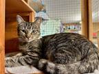 Adopt Lydia a Gray or Blue (Mostly) Domestic Mediumhair / Mixed (medium coat)