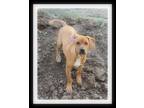Adopt HICKORY a Red/Golden/Orange/Chestnut - with White Jack Russell Terrier /