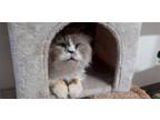 Adopt Happy a White (Mostly) Persian / Mixed (long coat) cat in Naples