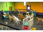 Business For Sale: Pet Care Business Including Dog Day Care