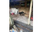 Adopt Dylan a Brindle Mastiff / Labrador Retriever / Mixed dog in Weirsdale