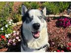 Adopt Bruno a Siberian Husky / Mixed dog in San Diego, CA (41557154)