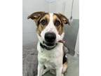 Adopt Milo a Husky / Mixed dog in Victoria, BC (41557125)