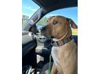 Adopt Easton a Labrador Retriever