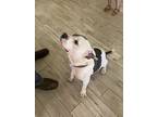 Adopt Max a White - with Gray or Silver Mutt / Mixed dog in Milton