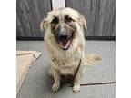 Adopt Tucker a German Shepherd Dog / Great Pyrenees / Mixed dog in Escondido