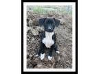 Adopt PINE a Black - with White Jack Russell Terrier / Mixed dog in Winchester