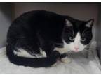 Adopt Smalls a Domestic Medium Hair