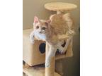 Adopt Bassett a Orange or Red (Mostly) Domestic Mediumhair (medium coat) cat in