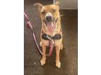 Adopt Nyla a Tan/Yellow/Fawn - with White Mastiff / German Shepherd Dog / Mixed