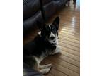 Adopt Diesel a Black - with White Corgi / Mixed dog in Elkmont, AL (41557085)
