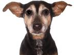 Adopt Candy a Black - with Tan, Yellow or Fawn Miniature Pinscher / Dachshund /