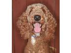 Adopt Sadie a Tan/Yellow/Fawn Poodle (Standard) / Mixed dog in oakland park