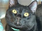 Adopt Clover a Domestic Shorthair / Mixed cat in Sherwood, OR (41557047)