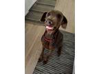 Adopt Diamond a Red/Golden/Orange/Chestnut - with White Doberman Pinscher /