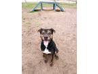 Adopt Bear a Black - with Brown, Red, Golden, Orange or Chestnut Mountain Cur /