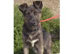 Adopt Brody a Belgian Malinois / Mixed dog in Pomona, CA (41557062)