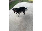 Adopt Chapo a Black - with White American Pit Bull Terrier / Mixed dog in