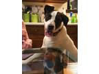 Adopt Piper a White - with Black Labrador Retriever / Hound (Unknown Type) /