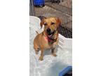 Adopt Jules GCH a Labrador Retriever / Mixed dog in Rockaway, NJ (41556980)