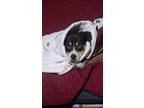 Adopt Apollo a Brown/Chocolate - with White Labrador Retriever / Mixed dog in