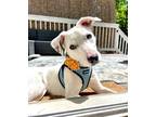 Adopt Penney a Jack Russell Terrier / Mixed dog in Barrington, RI (41556933)