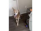 Adopt MILO a Red/Golden/Orange/Chestnut - with White Belgian Malinois / Jack