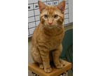 Adopt Mac a Orange or Red Domestic Shorthair / Mixed Breed (Medium) / Mixed