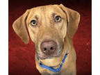 Adopt Nettles a Brown/Chocolate Golden Retriever / Mixed Breed (Medium) / Mixed