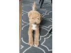 Adopt Willow NJ a Tan/Yellow/Fawn Golden Retriever / Poodle (Miniature) / Mixed