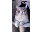 Adopt Mochi a Cream or Ivory (Mostly) Munchkin / Mixed (short coat) cat in San