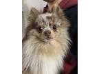 Adopt Cash a Brown/Chocolate - with Tan Pomeranian / Mixed dog in Eugene